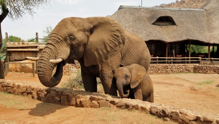 Elephants - Pilanesberg National Park